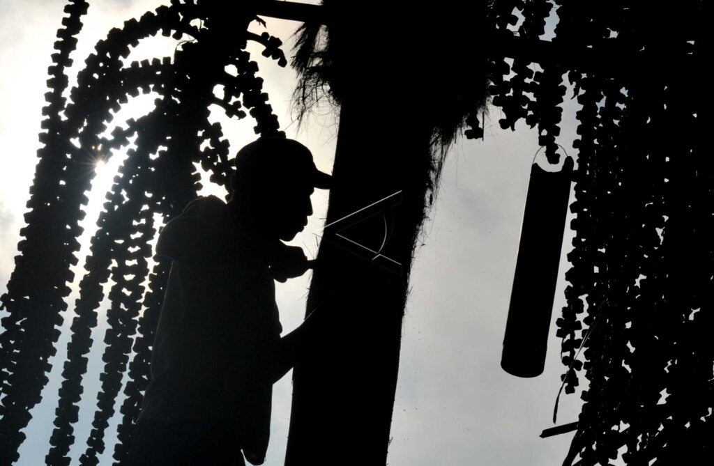 PALM FARMER IN CUSTOMERY FOREST