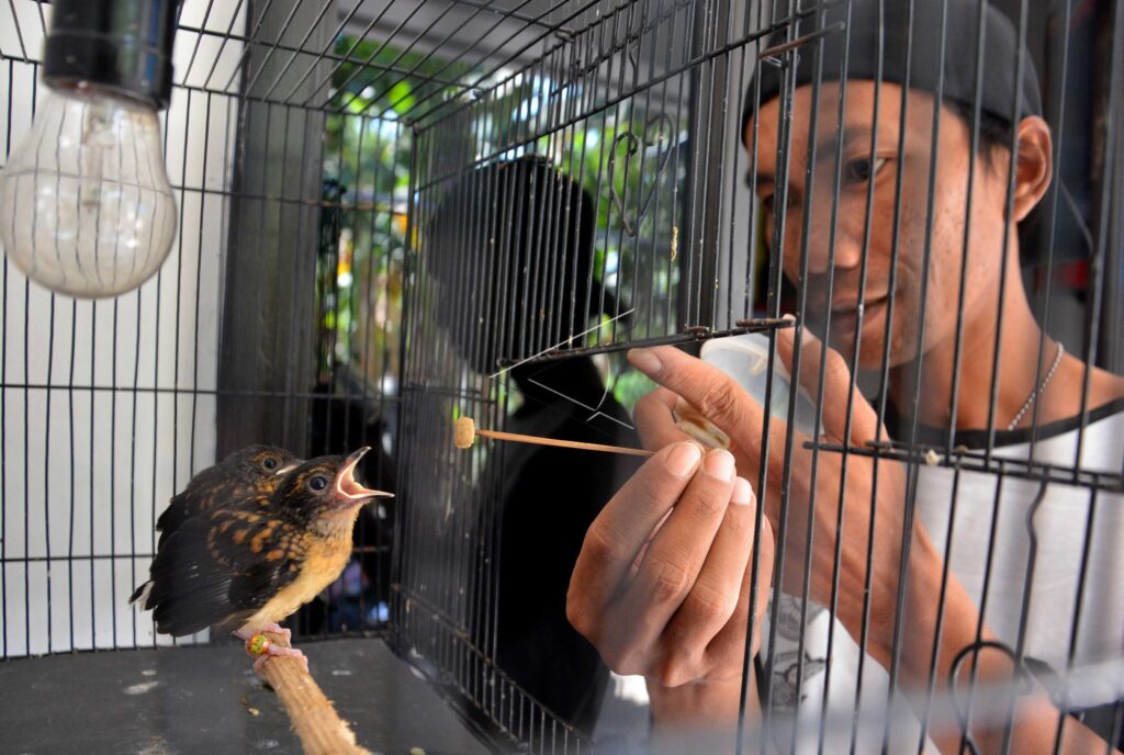WHITE-RUMPED SHAMA BREEDER