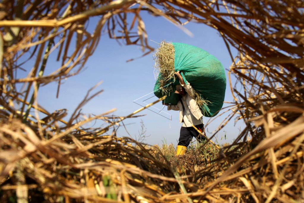 KESULITAN PAKAN TERNAK AKIBAT KEMARAU