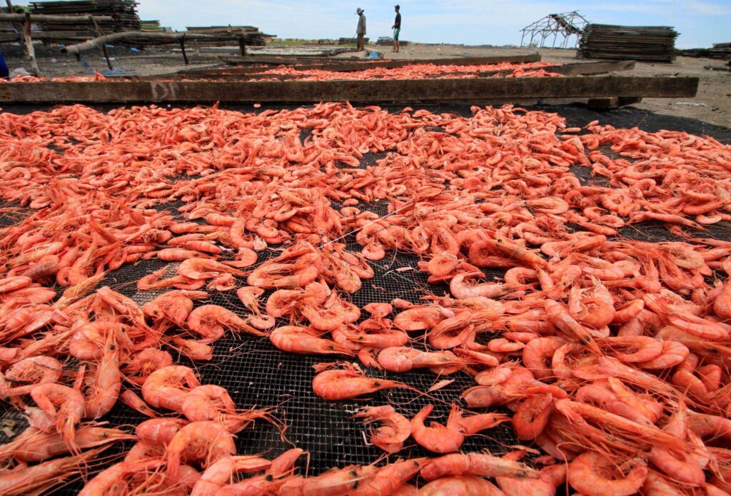 UDANG KERING TERKENDALA BAHAN BAKU