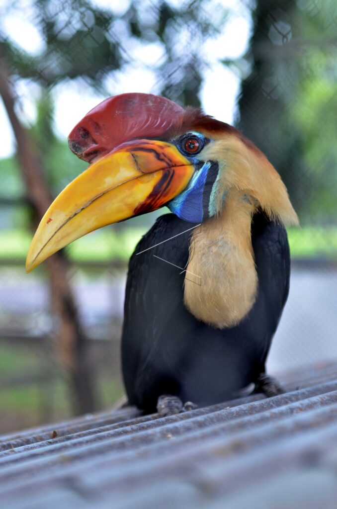 KNOBBED HORNBILL