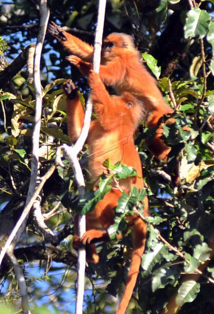 BLACK-CRESTED SUMATRAN LANGUR