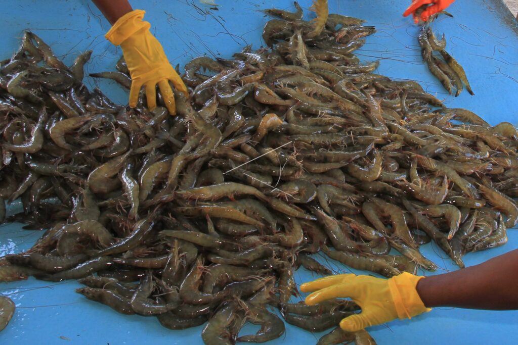 VANAME SHRIMP FARMING POTENTIAL