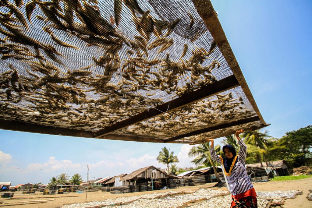 DRY FISH PRODUCTION