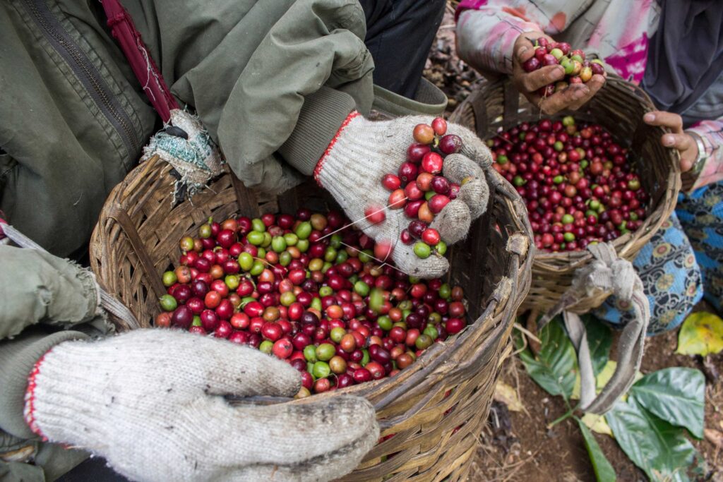 INDONESIA ROBUSTA COFFEE