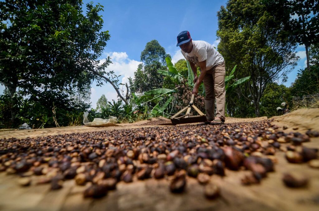 COFFEE PRODUCTION OF BANDUNG REGENCY