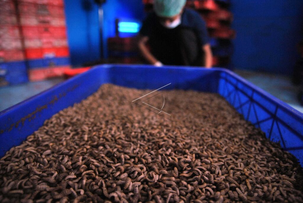 PRODUKSI LARVA KERING UNTUK EKSPOR