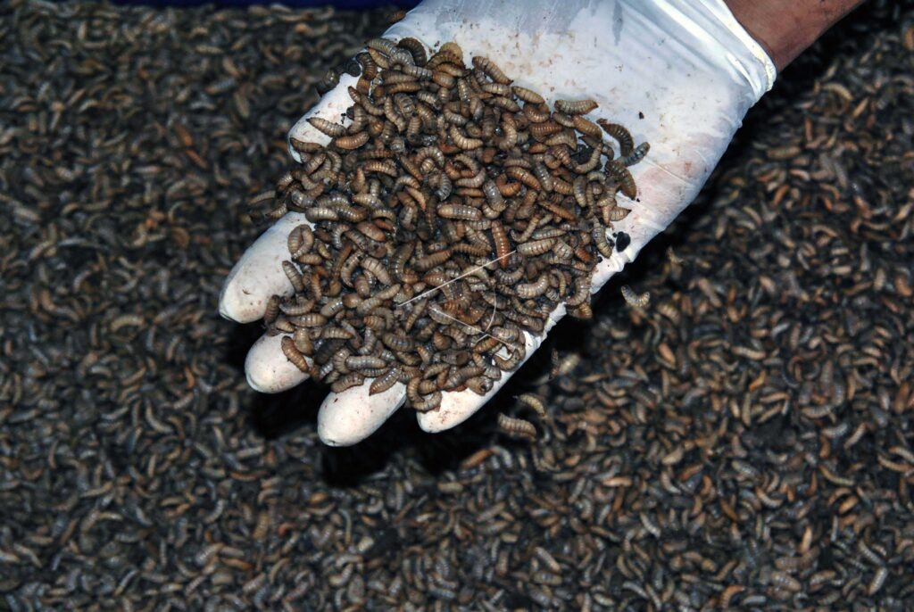 PRODUKSI LARVA KERING UNTUK EKSPOR