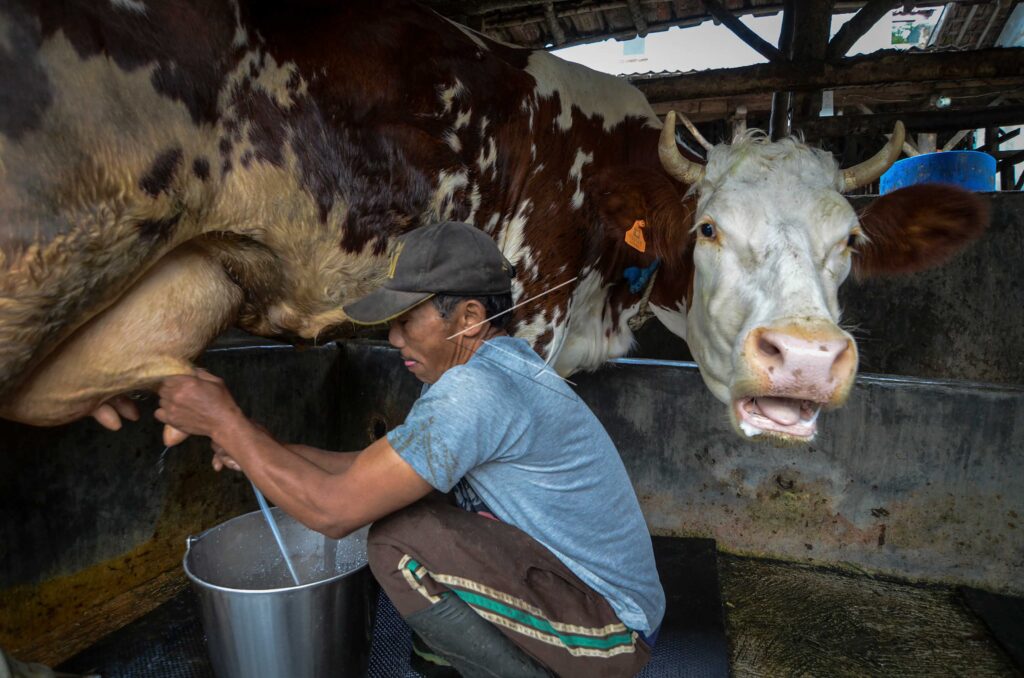 THE PRODUCTION OF DAIRY COWS