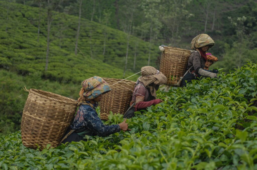 TEA PRODUCTION IN WEST JAVA