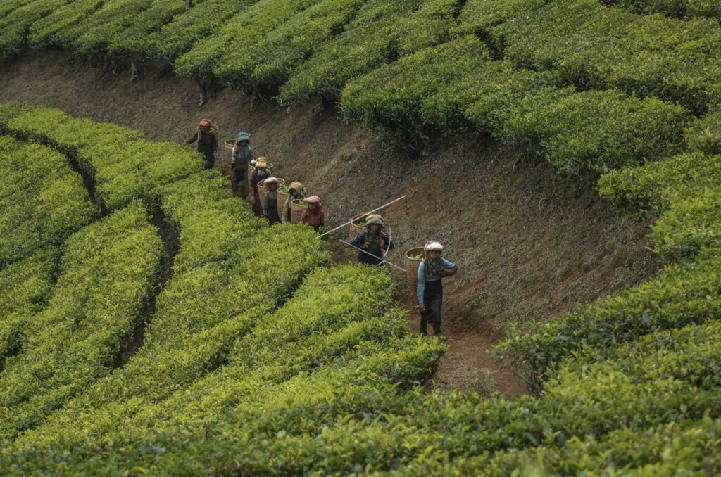 TEA PLANTATION IN WEST JAVA