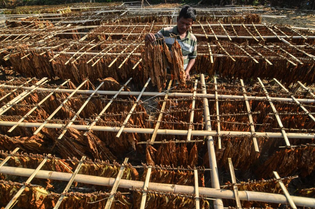 NATIONAL TOBACCO PRODUCTION