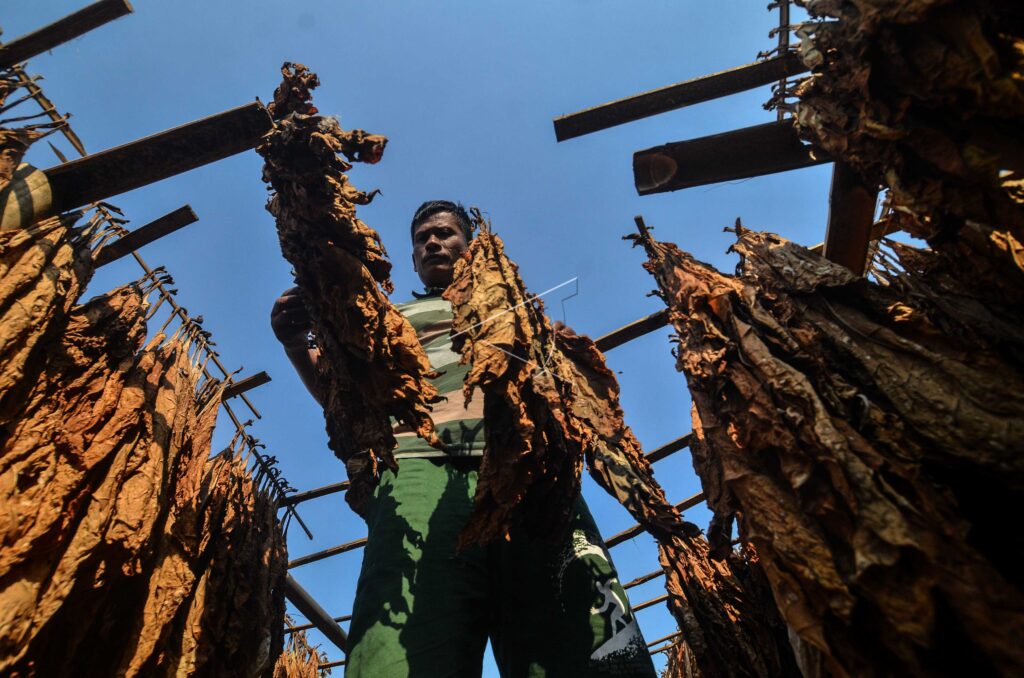 NATIONAL TOBACCO PRODUCTION