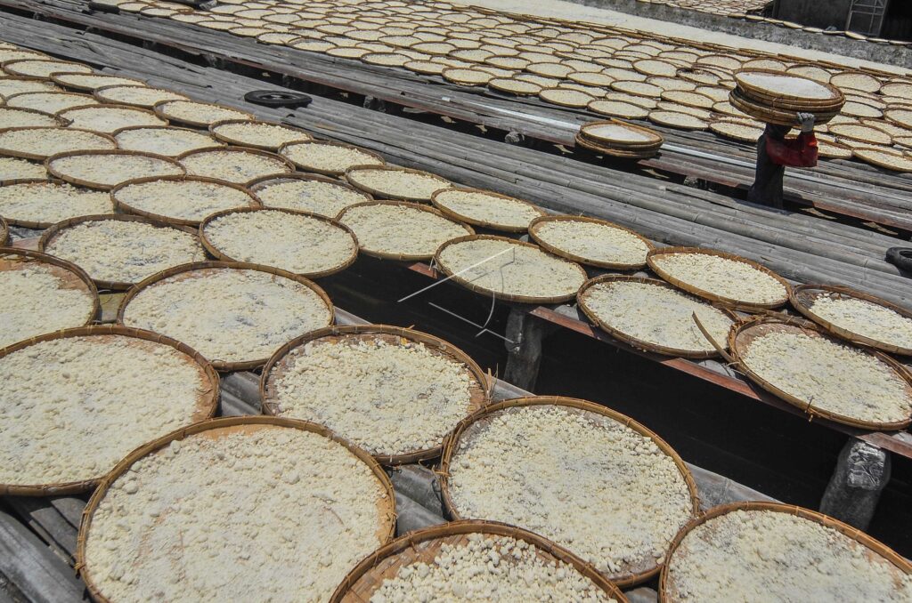 PRODUCTION OF TRADITIONAL AREN FLOUR