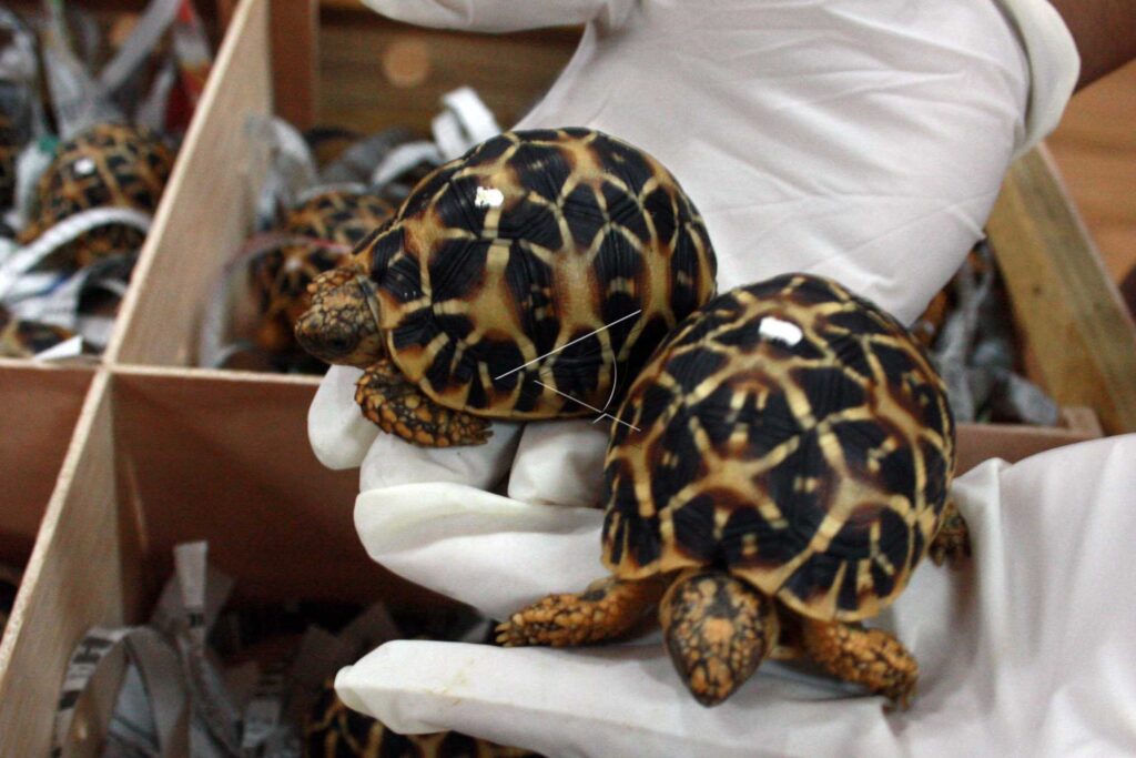 INDIAN STAR  TORTOISE