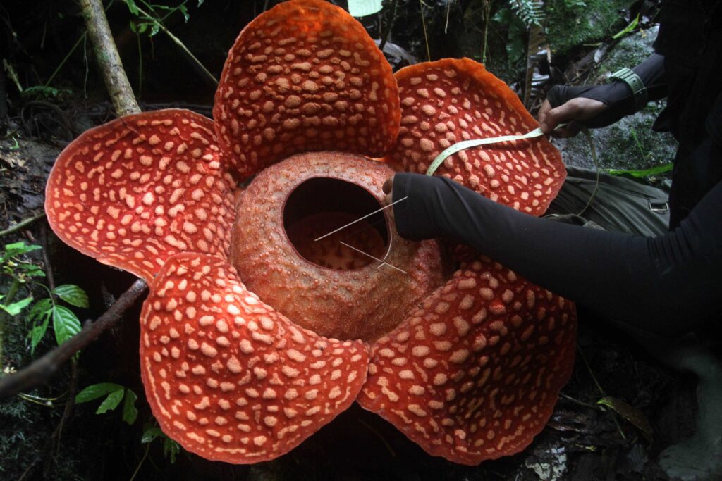 RAFFLESIA TUAN MUDAE