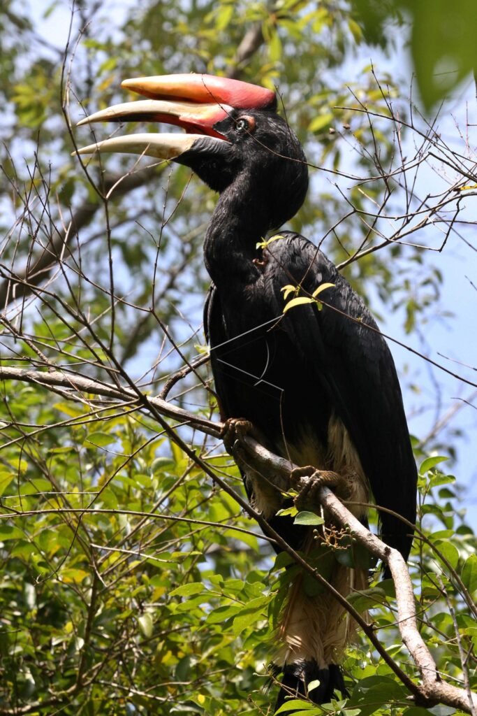 RHINOCEROS HORNBILL