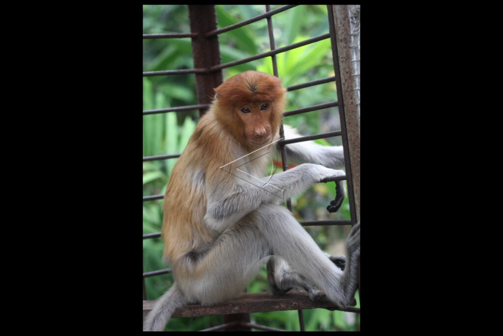 PROBOSCIS MONKEY