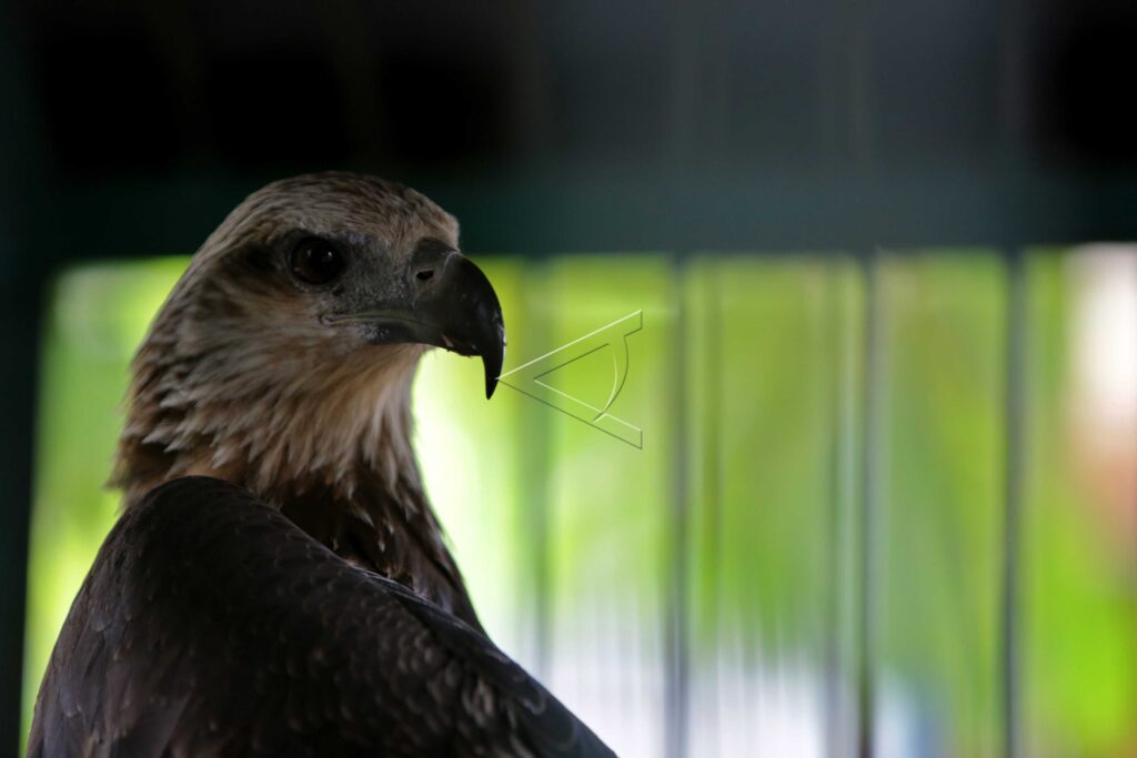 SEA EAGLE REHABILITATION
