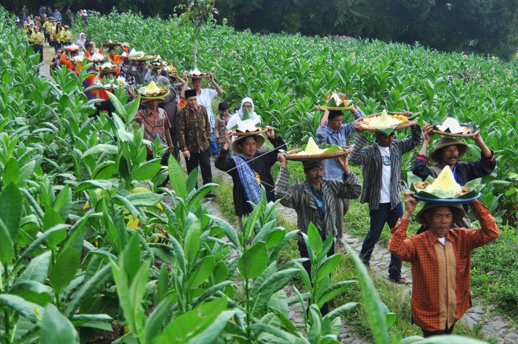 TOBACCO HARVEST WIWIT RITUAL