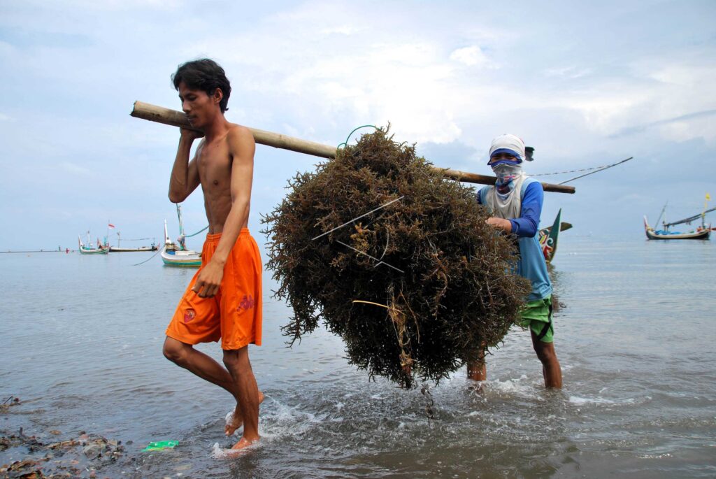 SEAWEED HARVEST IN SITUBONDO