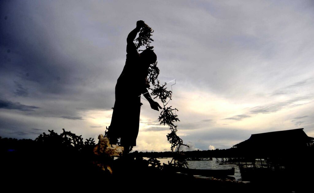 SEAWEED FARMER