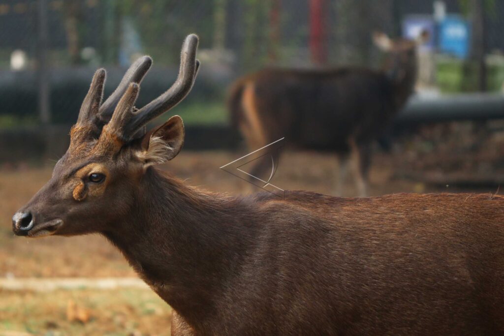 SAMBAR DEER CAPTIVITY