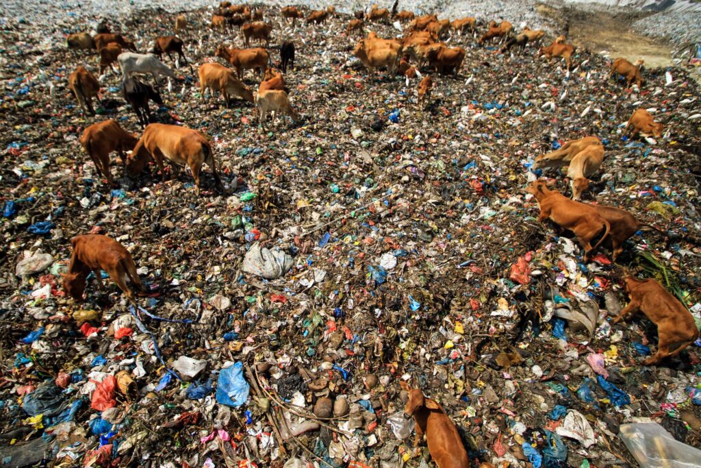 COWS AT ALUE LIM LANDFILL