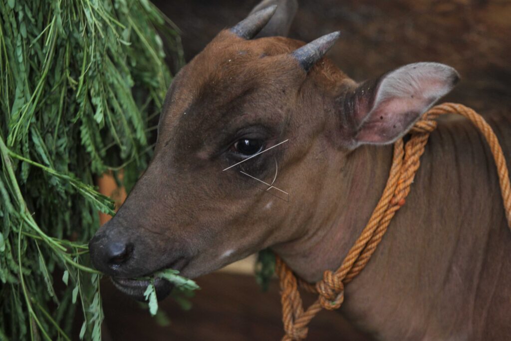 MOUNTAIN ANOA TREATMENT