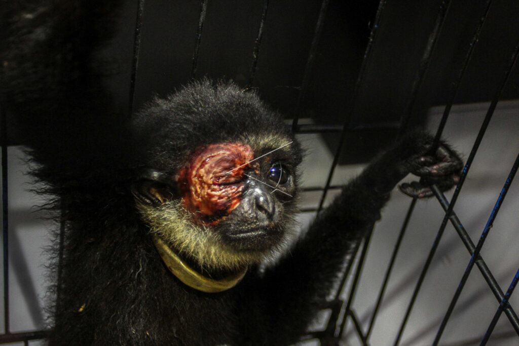 INJURED AGILE GIBBON