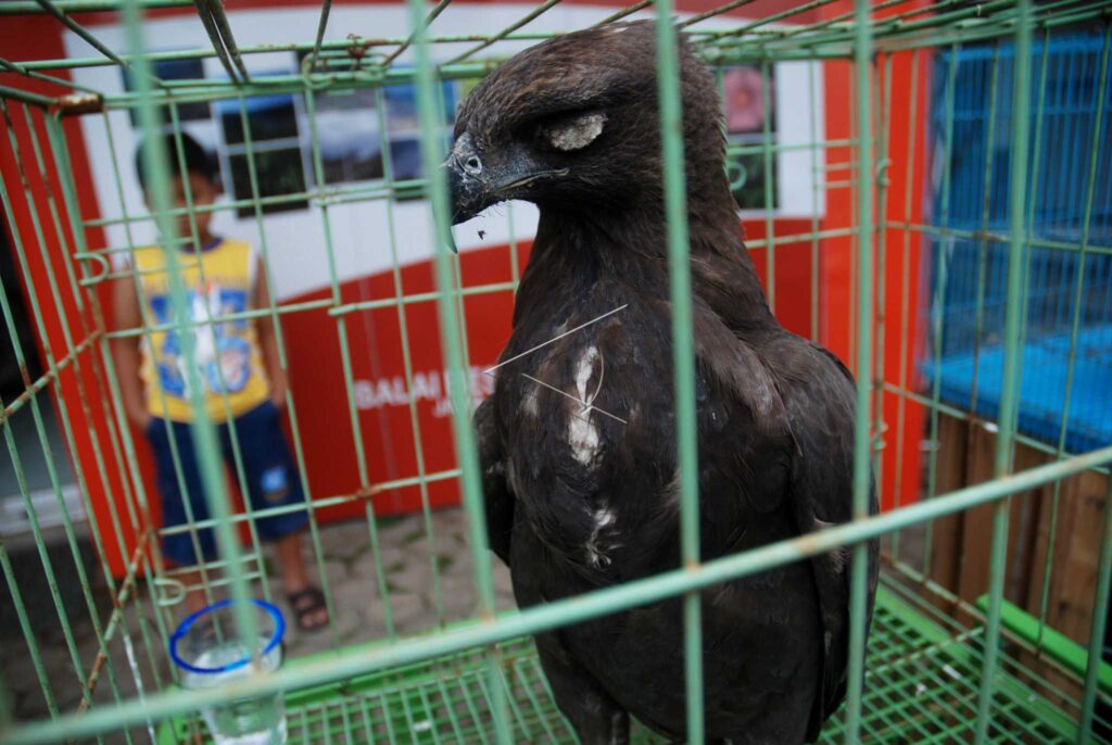CHANGEABLE HAWK-EAGLE