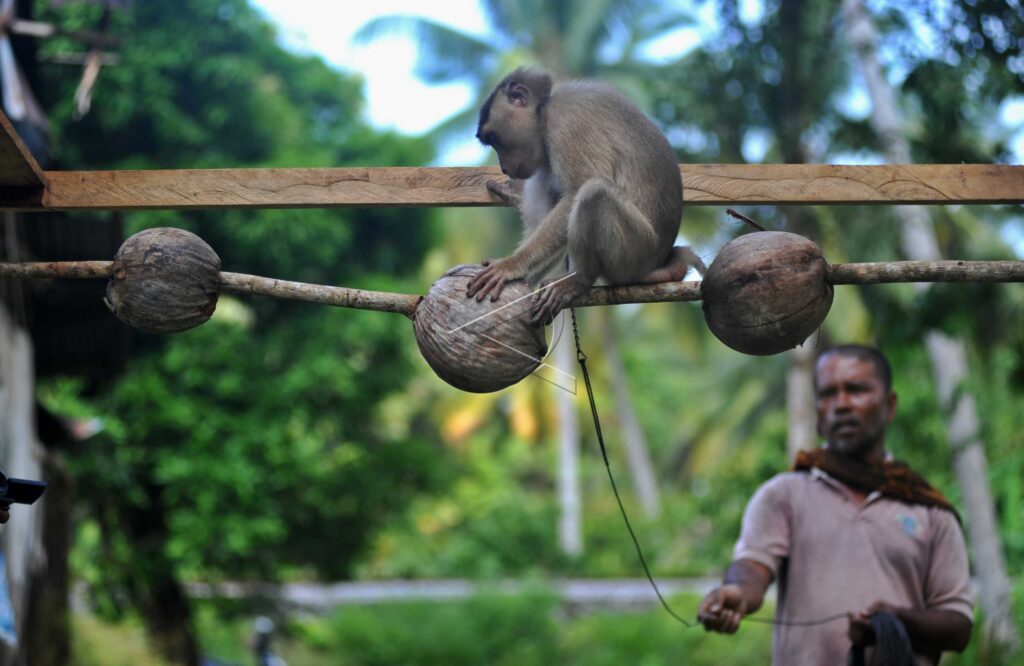 SOUTHERN PIGTAIL MACAQUE SCHOOL IN PARIAMAN
