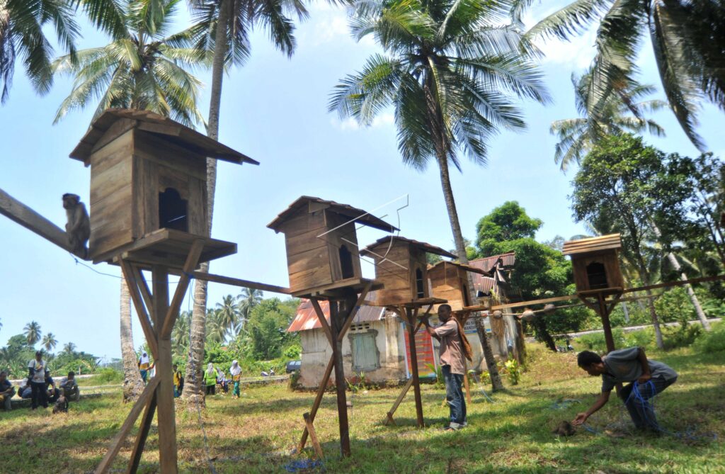SOUTHERN PIGTAIL MACAQUE SCHOOL IN          PARIAMAN