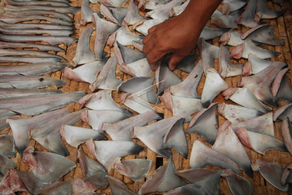 SHARK FINS EXPORT