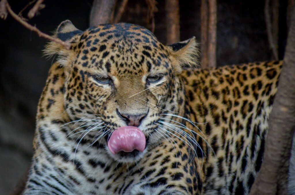 JAVAN LEOPARD