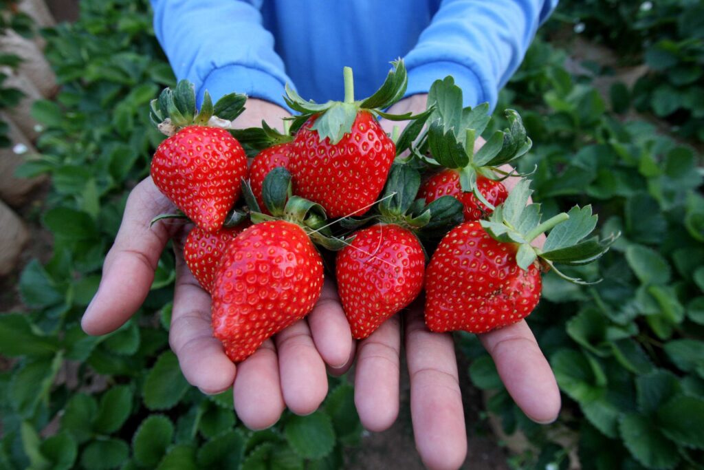 Strawberry harvest