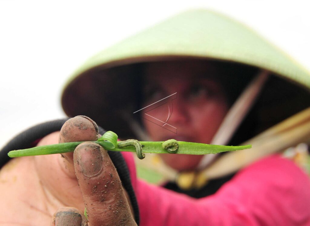 SHALLOT ATTACKED BY PESTS