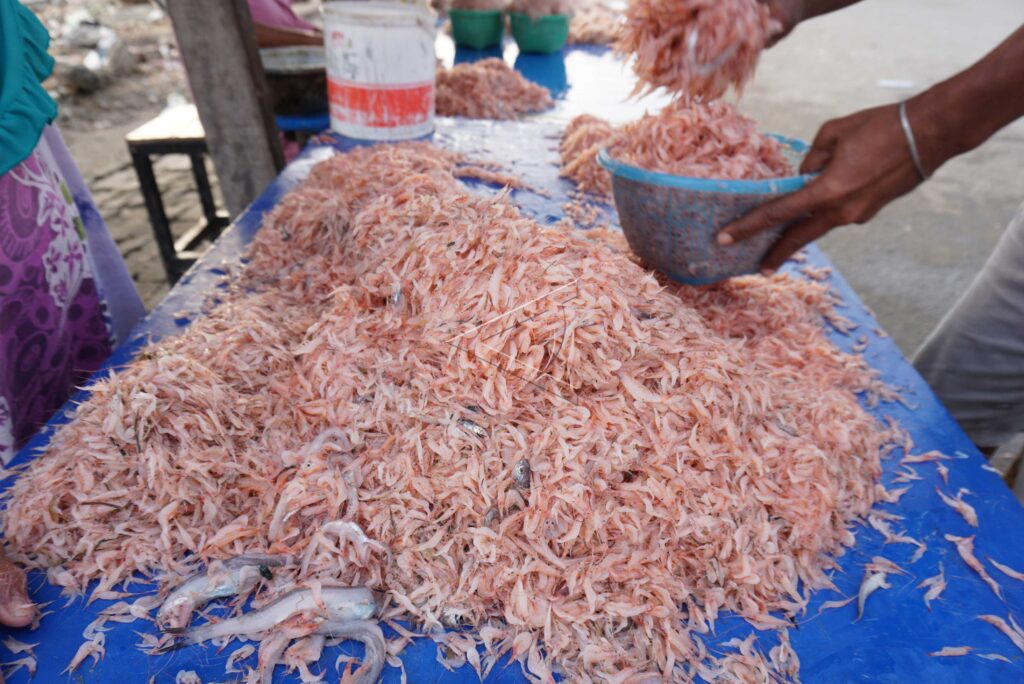 LAMALE SHRIMP