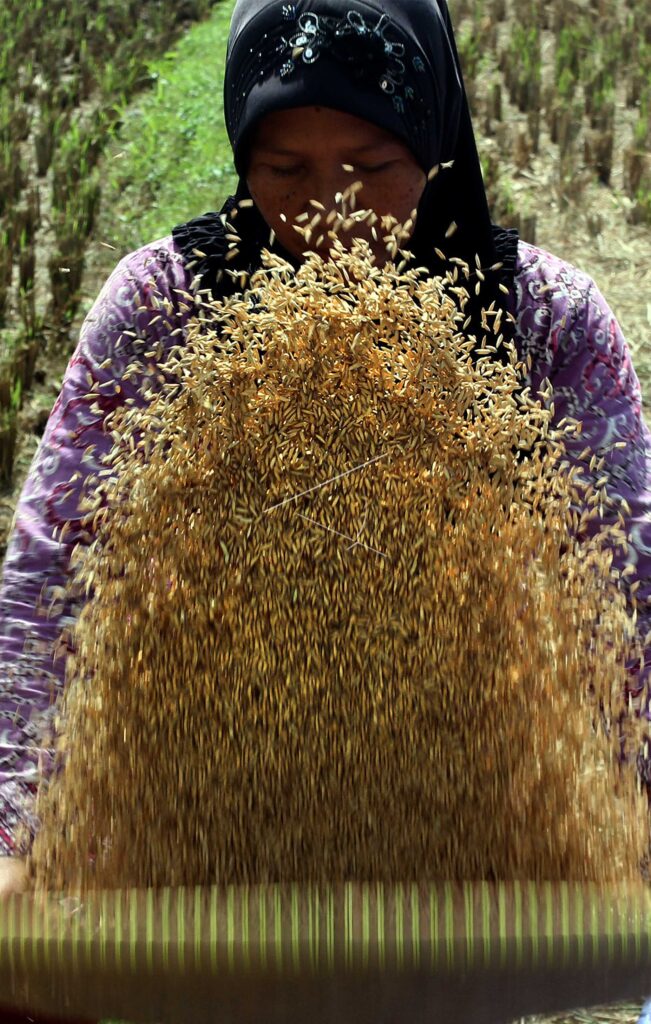 TARGET OF RICE EXPORT