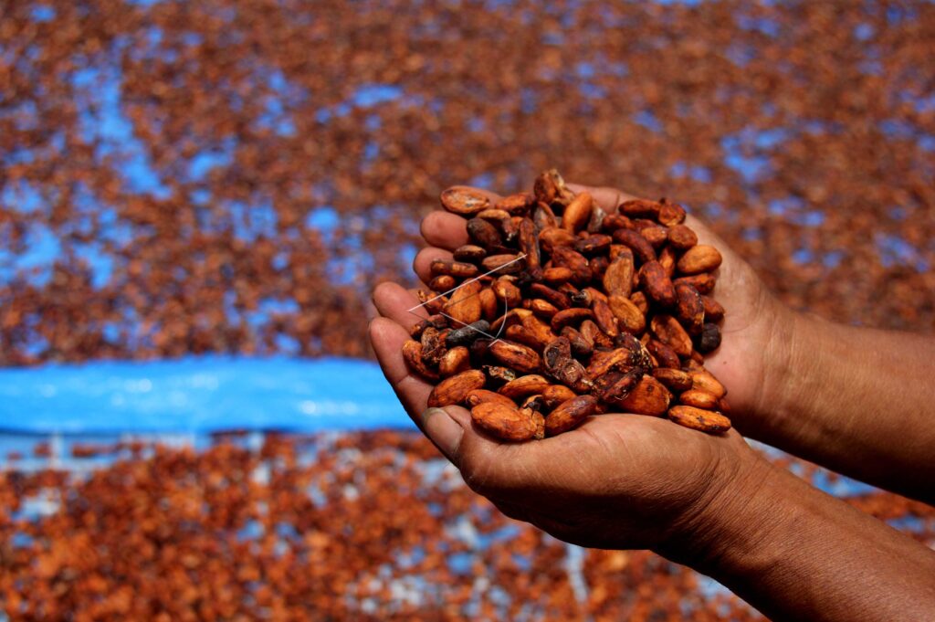 CACAO BEANS