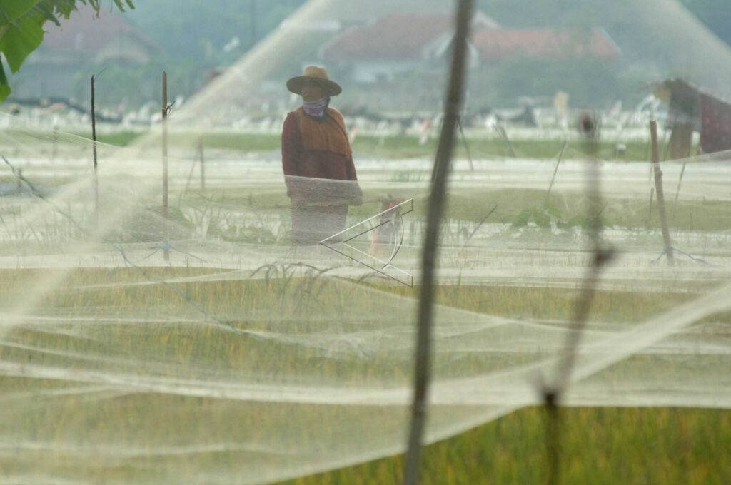 PREVENTING BIRD PEST ATTACK
