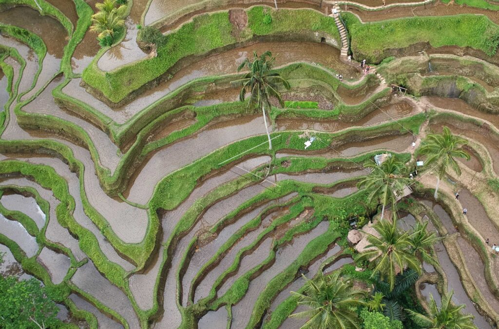 TOURISTS VISIT TARGET TO GIANYAR