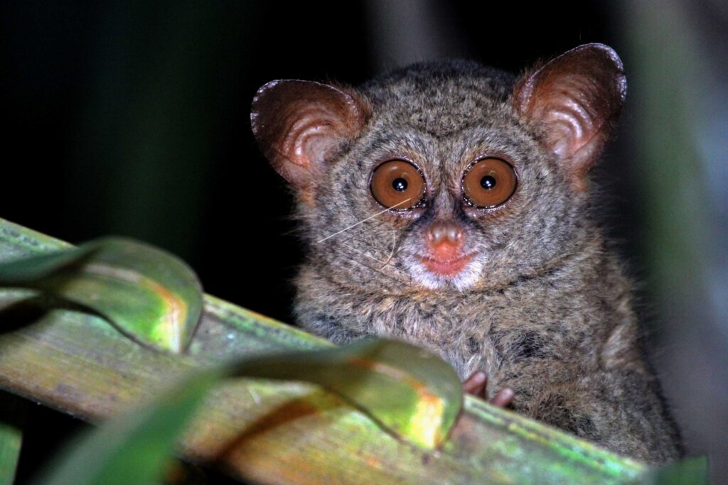 SANGIHE TARSIER