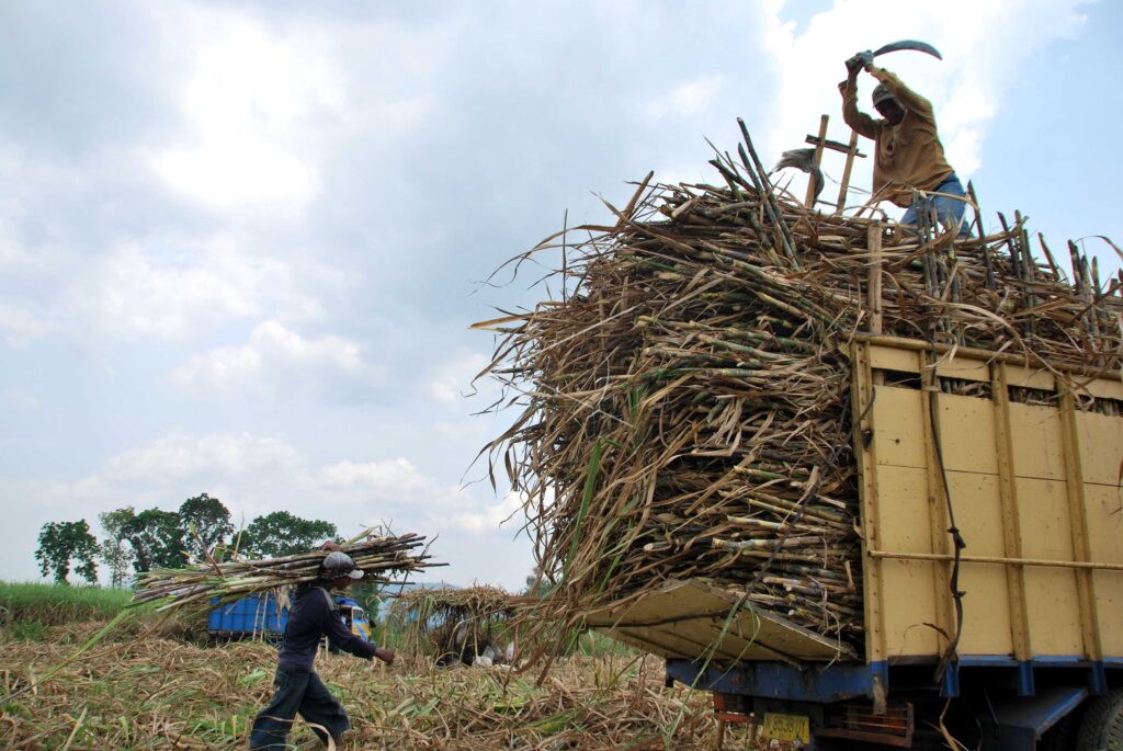 SUGARCANE PLANTATION IN JEMBER