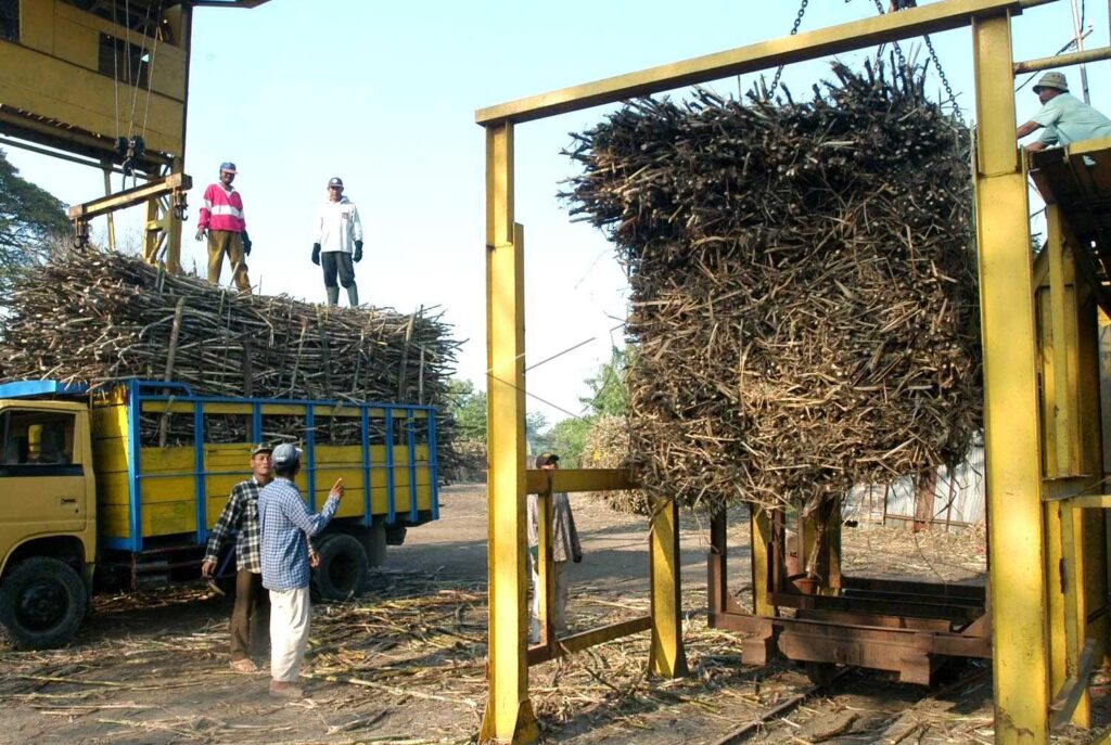 Sugarcane Milling Season