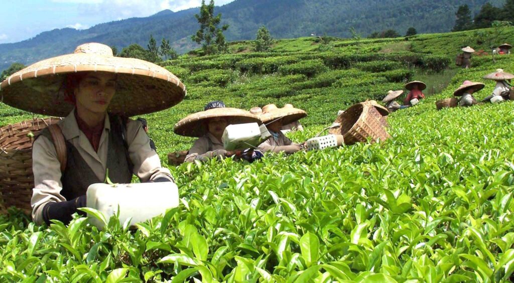 Tea Workers of Mount Mas