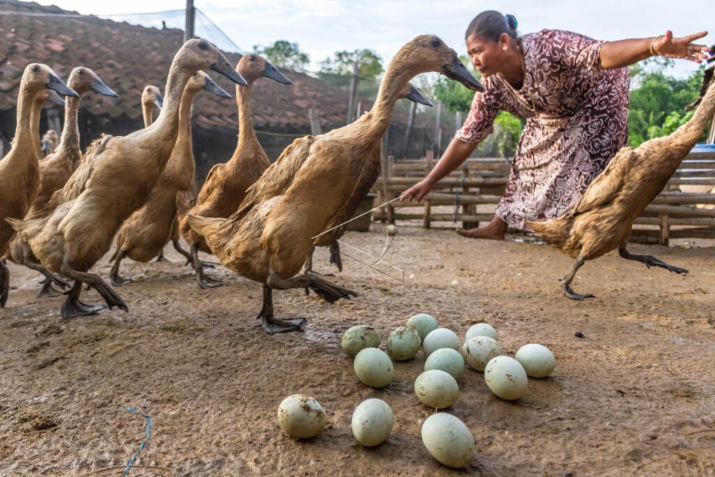 Duck Eggs Production