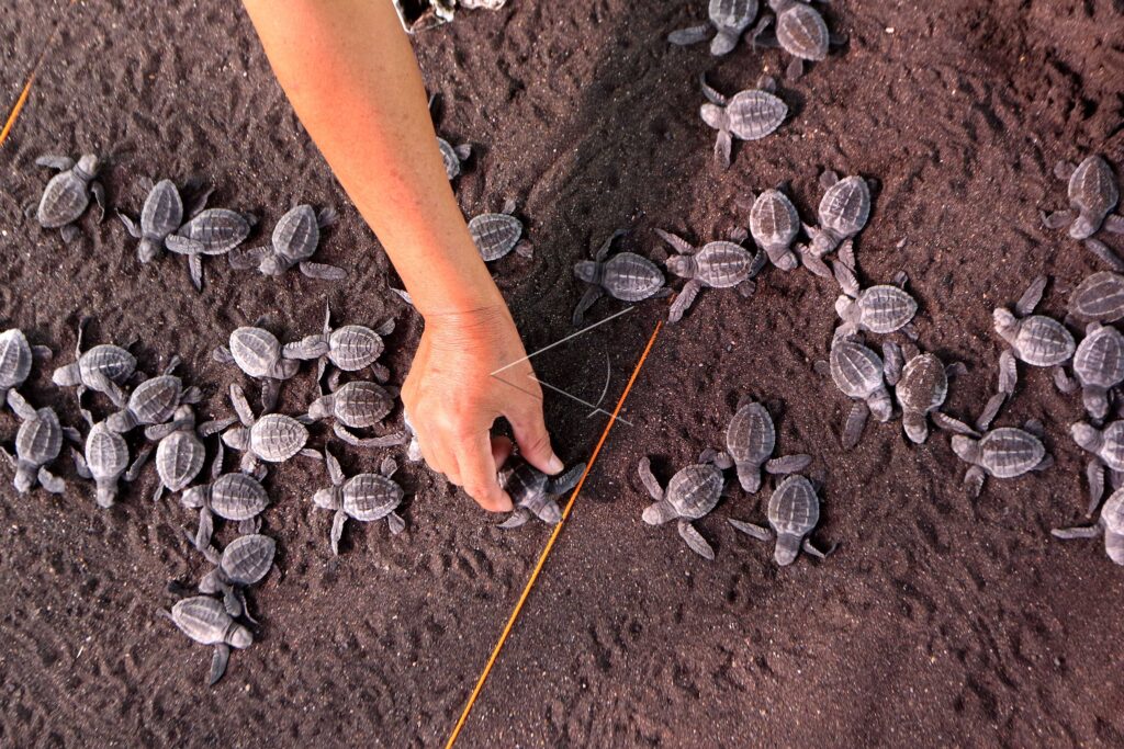 BABY SEA TURTLE IN BOOM BEACH