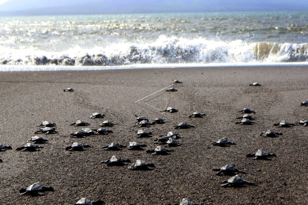 BABY SEA TURTLE IN BOOM BEACH