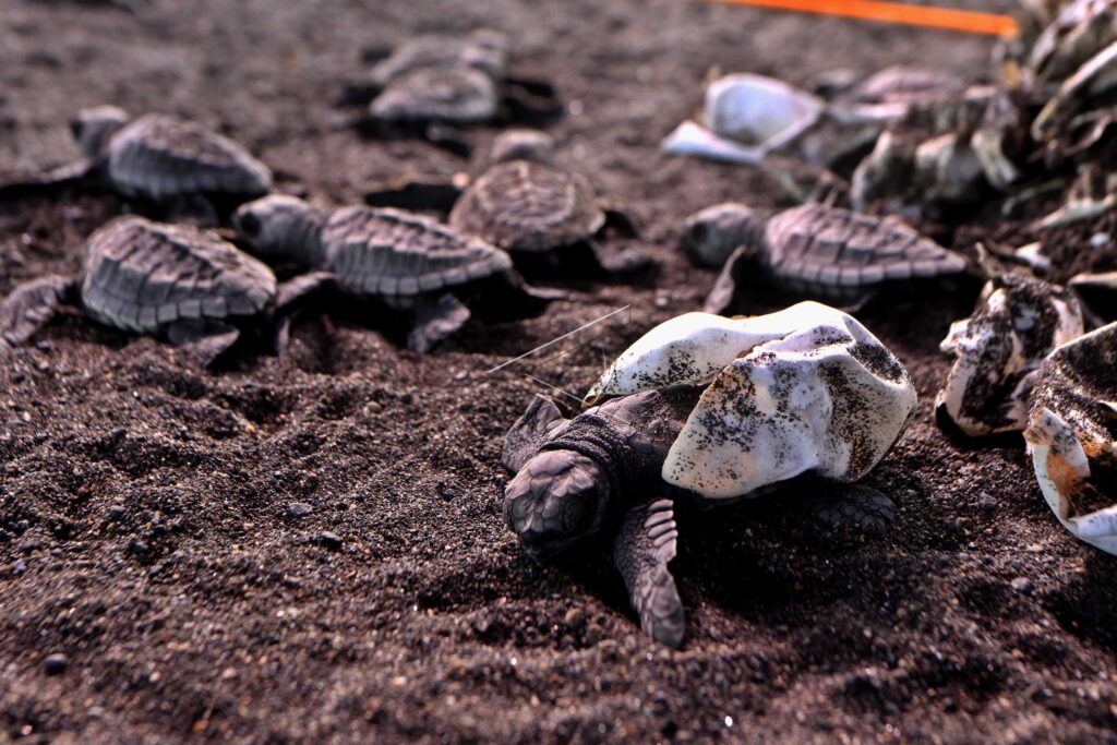 BABY SEA TURTLE IN BOOM BEACH